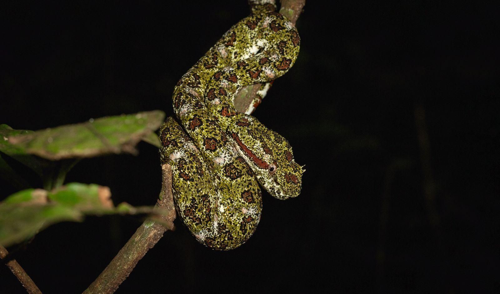 Monteverde: Geführte Nachtwanderung im Wald