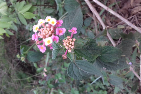 Lushoto: Soni Falls and Usambara Mountains Day Trip