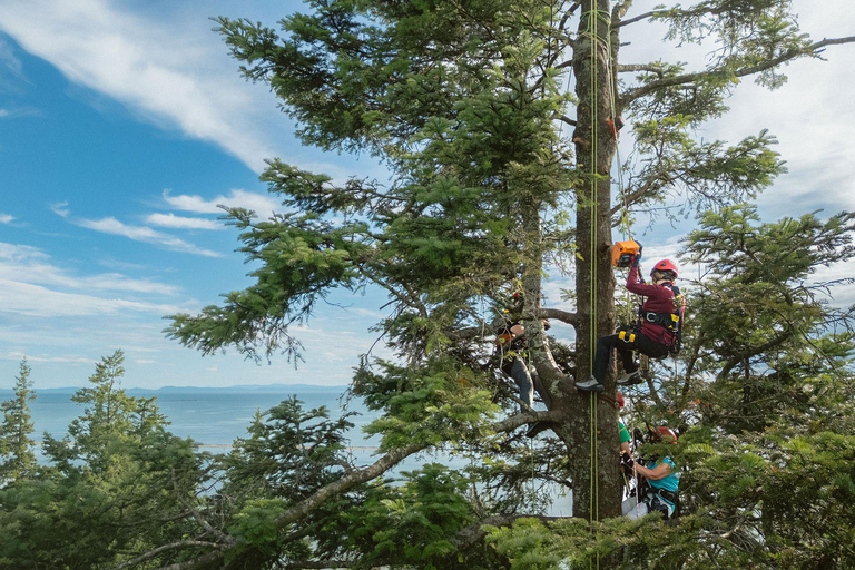 Vancouver Tree Climbing Tour: Canopy Expedition Adventure