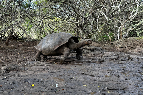 The Galapagos Giant Tortoise Experience | Iconic Shared Tour The Galapagos Iconic Giant Tortoise Experience | Shared