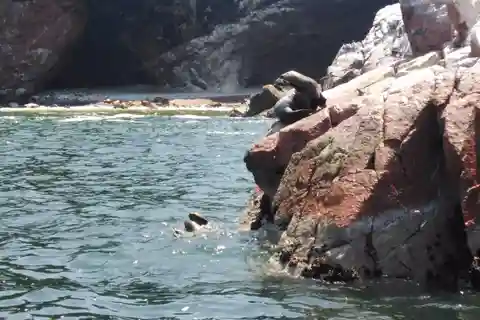 Excursão às Ilhas Ballestas - Paracas