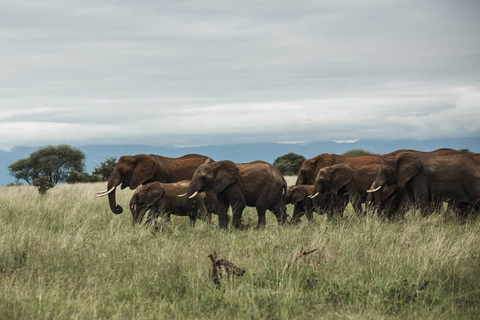 5 dagar - Serengeti och Ngorongorokratern