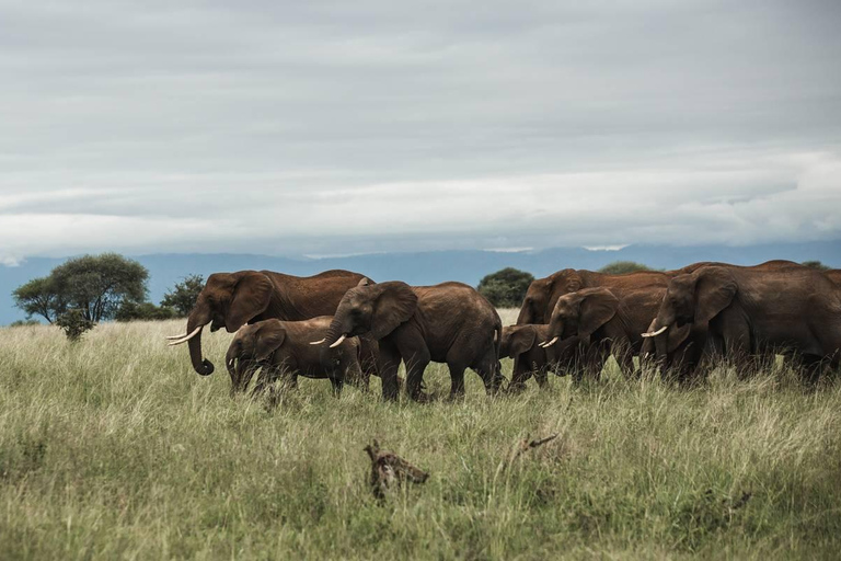 5 jours - Serengeti et cratère du Ngorongoro