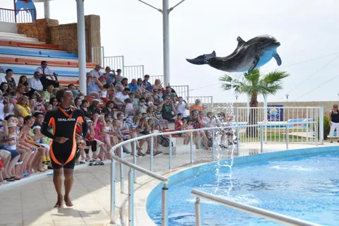 Alanya: Dolphin and Seal Show Ticket with Hotel Transfers