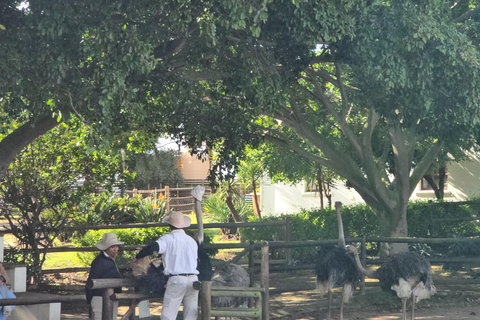 Cape Town: Ostrich Ranch Safari with Hotel Transfer