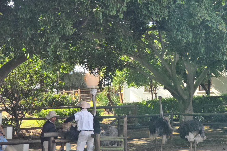 Cape Town: Ostrich Ranch Safari with Hotel Transfer