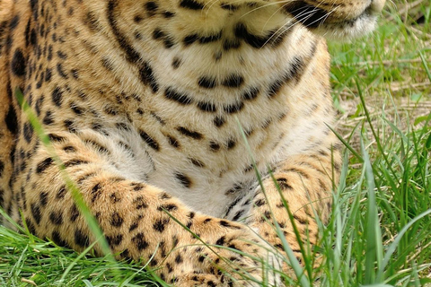 Nairobi: Lake Nakuru National Park Safari with Lunch