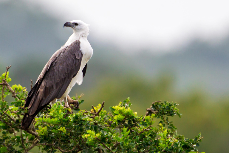 Van Tangalle/Hiriketiya: shuttle naar Ella met Yala Safari