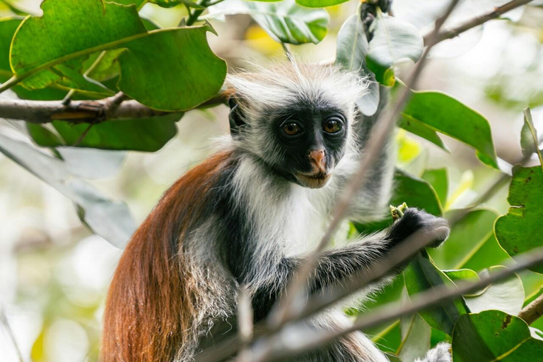 JOZANI FOREST NATIONAL PARK AND SPICE FARM