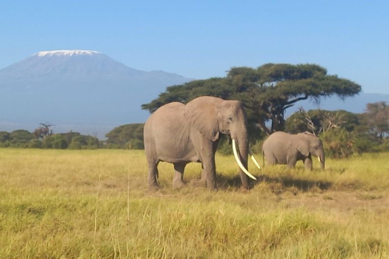 VIAGEM DE 1 DIA PARA O PARQUE NACIONAL DE AMBOSELI SAINDO DE NAIROBI, COM ORÇAMENTO LIMITADO.