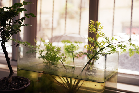 Shanghai: Chinese Culture and Calligraphy Experience