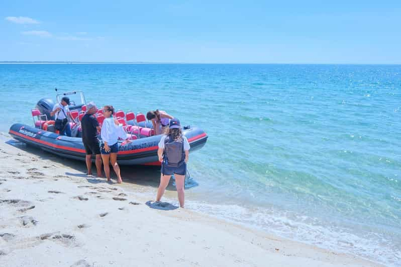 Setúbal : Tour En Bateau Pour L'observation Des Dauphins | GetYourGuide