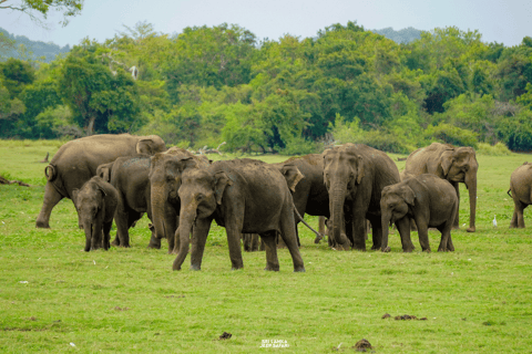 Kaudulla: tour di safari con gli elefanti al tramonto e visite alla fauna selvatica