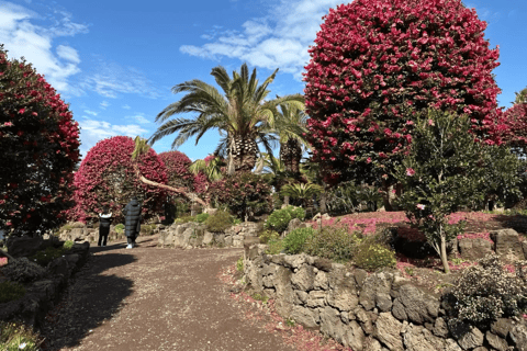 Jeju: Winter East Snow, Camellia, Tangerine Picking Tour