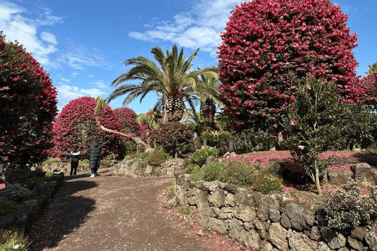 Jeju: Winter East Snow, Camellia, Tangerine Picking Tour