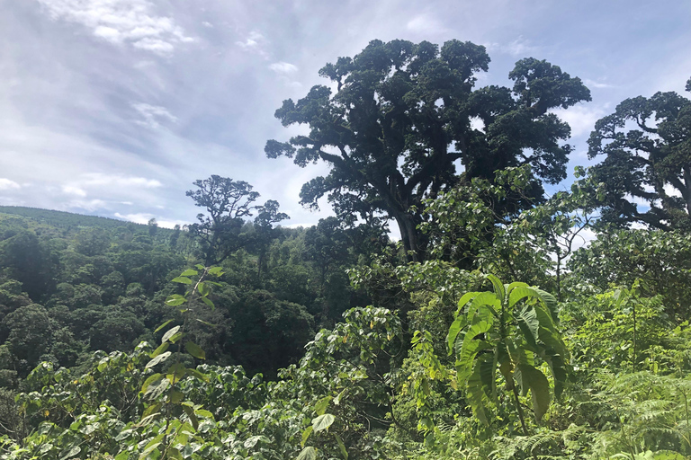 Excursión en Arusha: Cascadas de Napuru