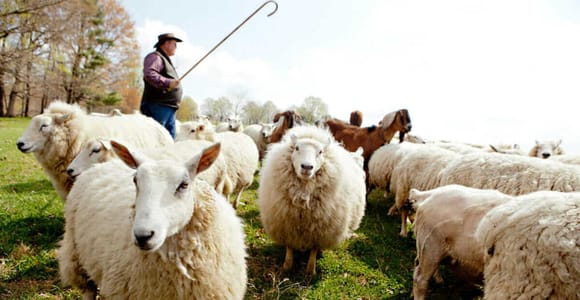 Crete: Private Olive Oil, Honey & Shepherd Tour with Lunch