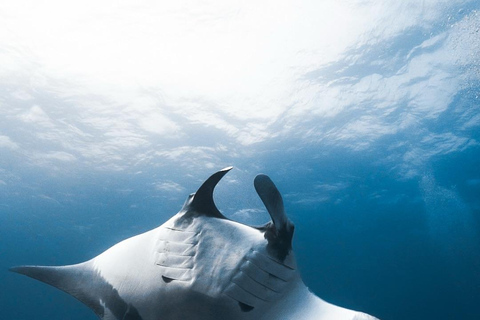 Private Boat Snorkeling Tour Manta Rays, Central Of Komodo