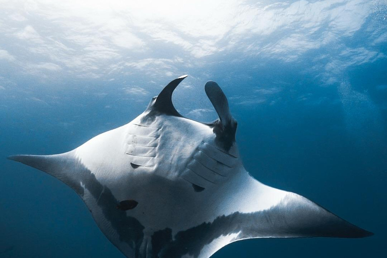 Private Boat Snorkeling Tour Manta Rays, Central Of Komodo