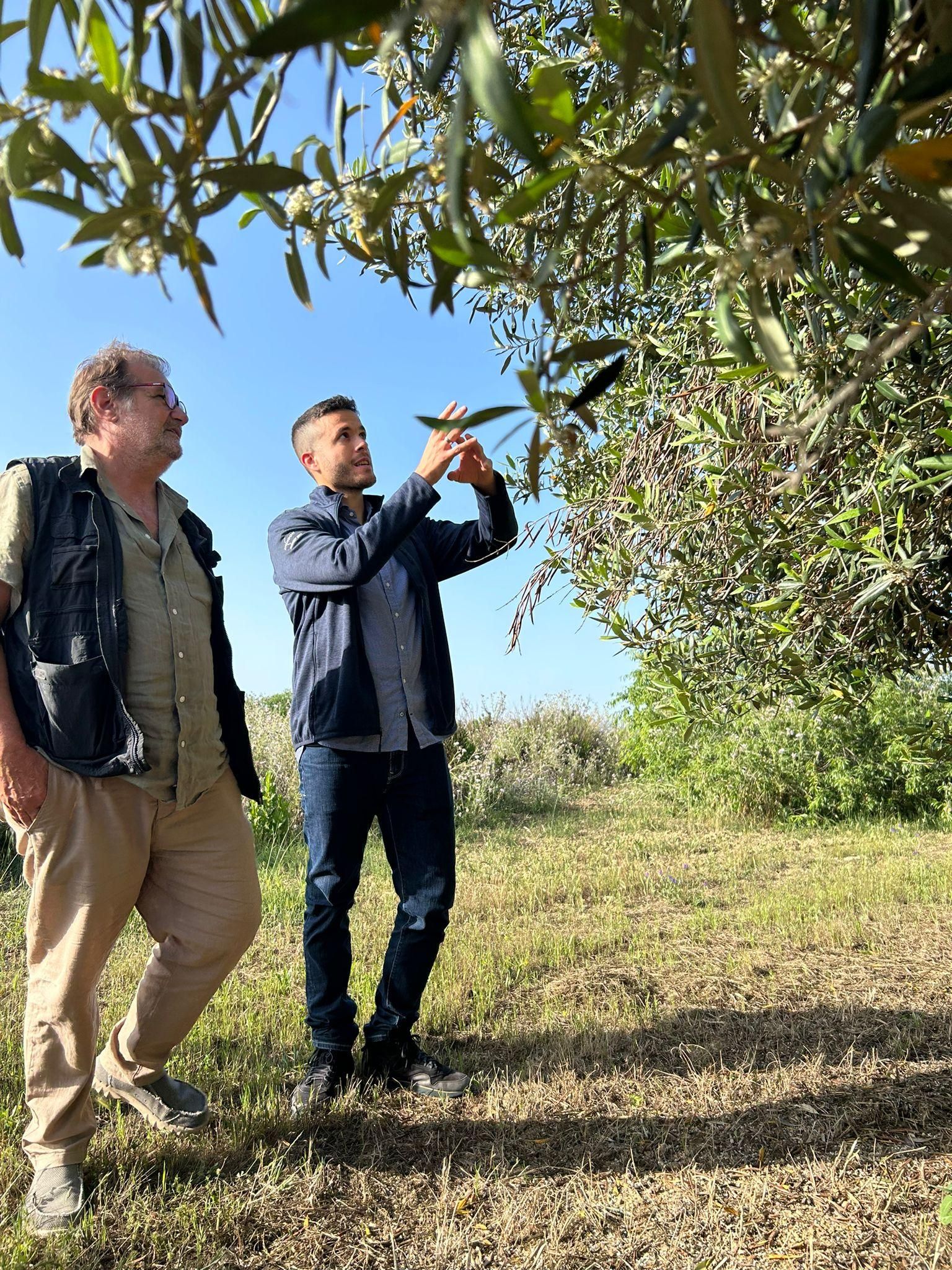 Balestrate: Olivenhain-Tour mit Wein- und Olivenölverkostung
