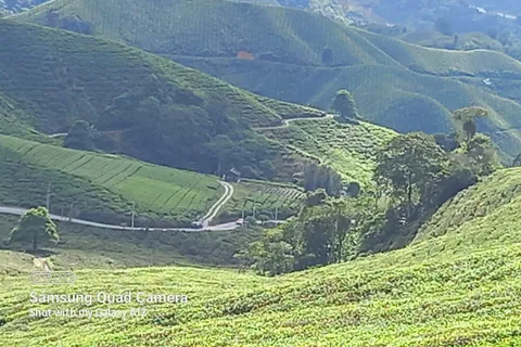 Cameron Highland Day Tour From Ipoh