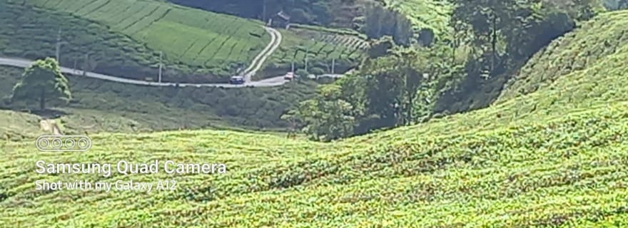 Excursion d'une journée dans les Cameron Highlands depuis Ipoh