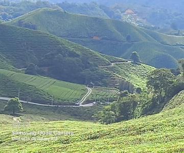 Cameron Highland Day Tour From Ipoh