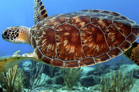 Zanzibar: Jozani forest and Salaam Cave Swim with turtles