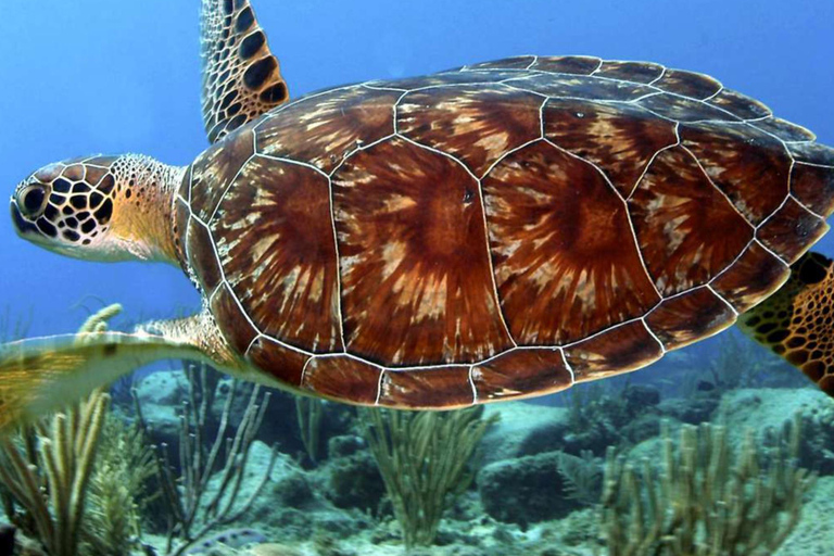 Zanzibar: Jozani forest and Salaam Cave Swim with turtles