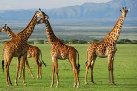 Arusha: meerdaagse kampeersafari in Serengeti en Ngorongoro