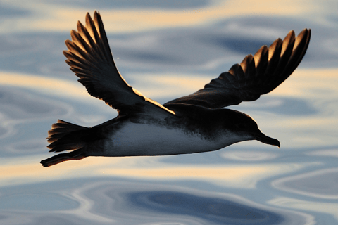 Le Grau-du-Roi: Seabird Watching Naturalist Cruise