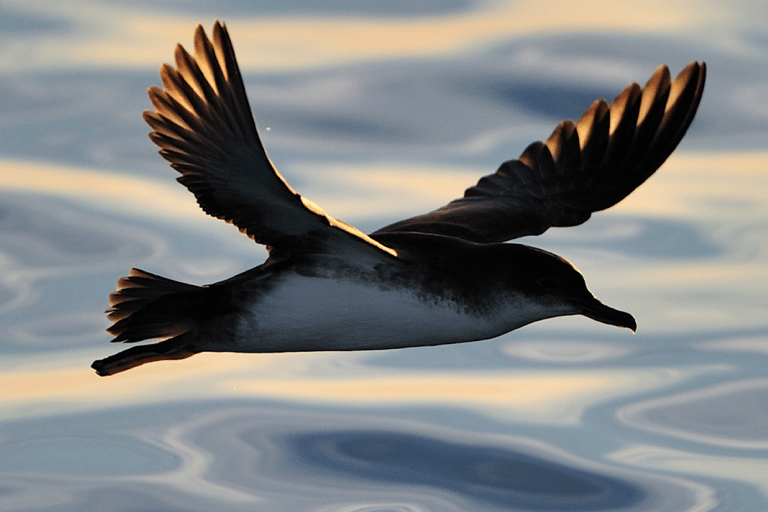 Le Grau-du-Roi: Seabird Watching Naturalist Cruise