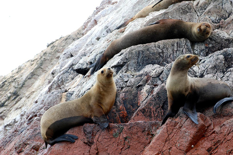 Private tour to Ballestas Islands, Hacienda Caravedo, and sunset in Huacachina