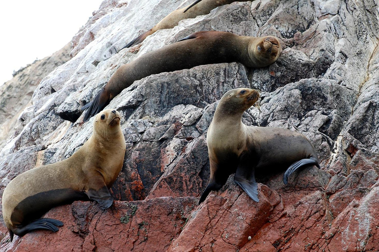 Private tour to Ballestas Islands, Hacienda Caravedo, and sunset in Huacachina
