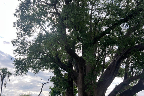 Victoria Falls: Guided Tour with Rainforest Walk