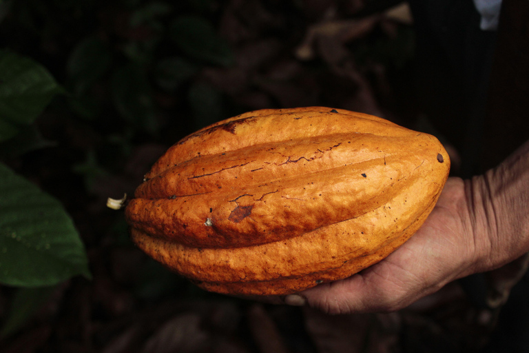 Puerto Maldonado: Amazonian Cacao Experience with Boat Ride