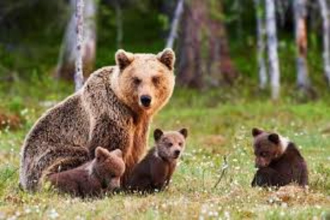 Bucharest: Bear Sanctuary and Brasov Small-Group Tour