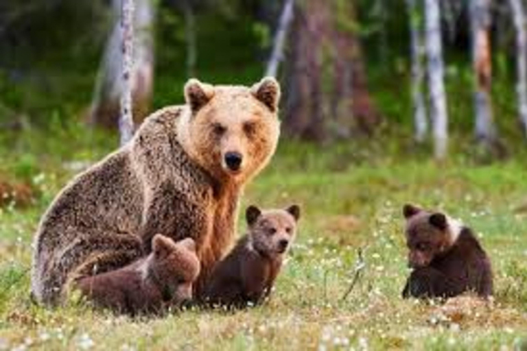 Bucharest: Bear Sanctuary and Brasov Small-Group Tour