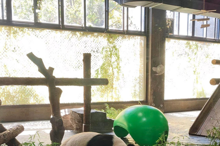 Shanghai Wild Animal Park: Safari Adventure Entry Pass Shanghai Wild Animal Park Full-Day Ticket