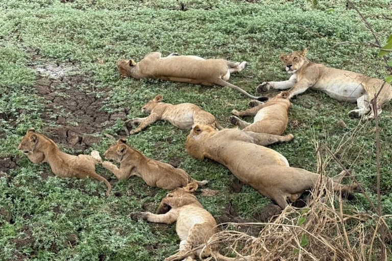 from Zanzibar: 3-Days Mikumi national park Safari with Train