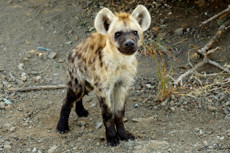 Hluhluwe-iMfolozi Park - Open Safari Vehicle Game Drives