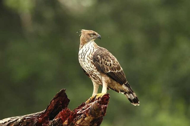 Wilpattu National Park Private Safari with Pickup & Drop Pick up & drop off Colombo City Area