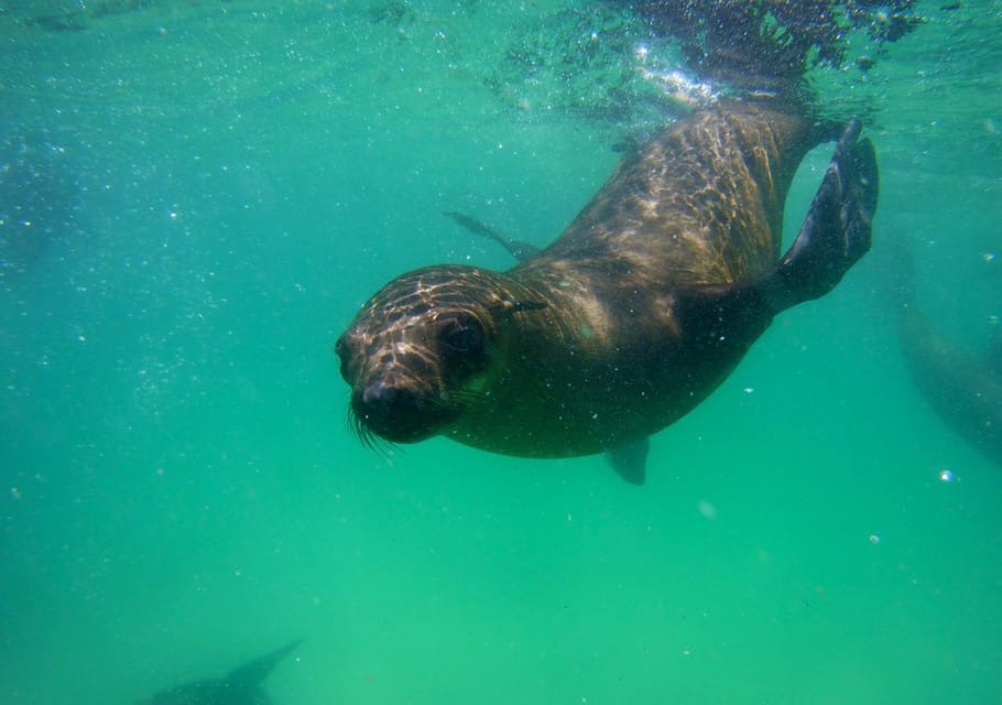 Plettenberg Bay: Swim with the Seals | GetYourGuide