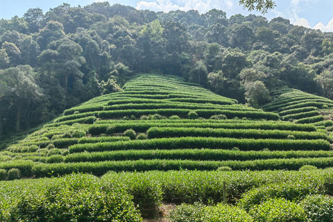 Hangzhou Nine Creeks · Dragon Well Half-Day Hiking Tour
