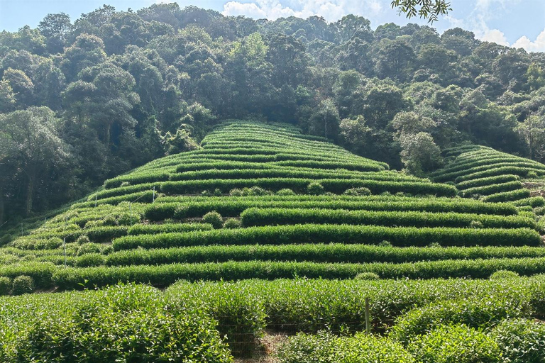 Hangzhou Nine Creeks · Dragon Well Half-Day Hiking Tour