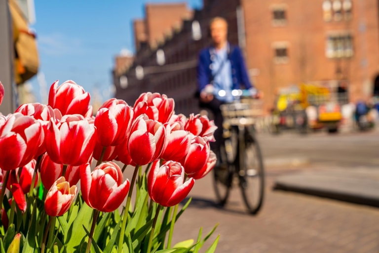 La Haya: Paseo exprés con un lugareño en 60 minutos