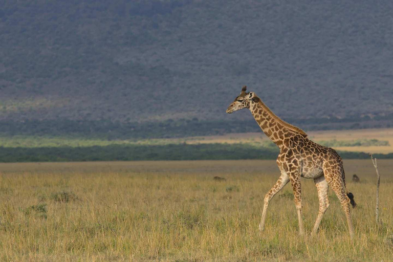 Kenya: Safari di medio raggio di 8 giorni - All Inclusive