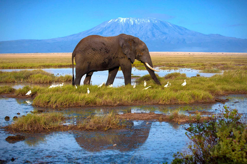 Kenya Wilderness Trail: Amboseli, Tsavo & Mombasa Safari