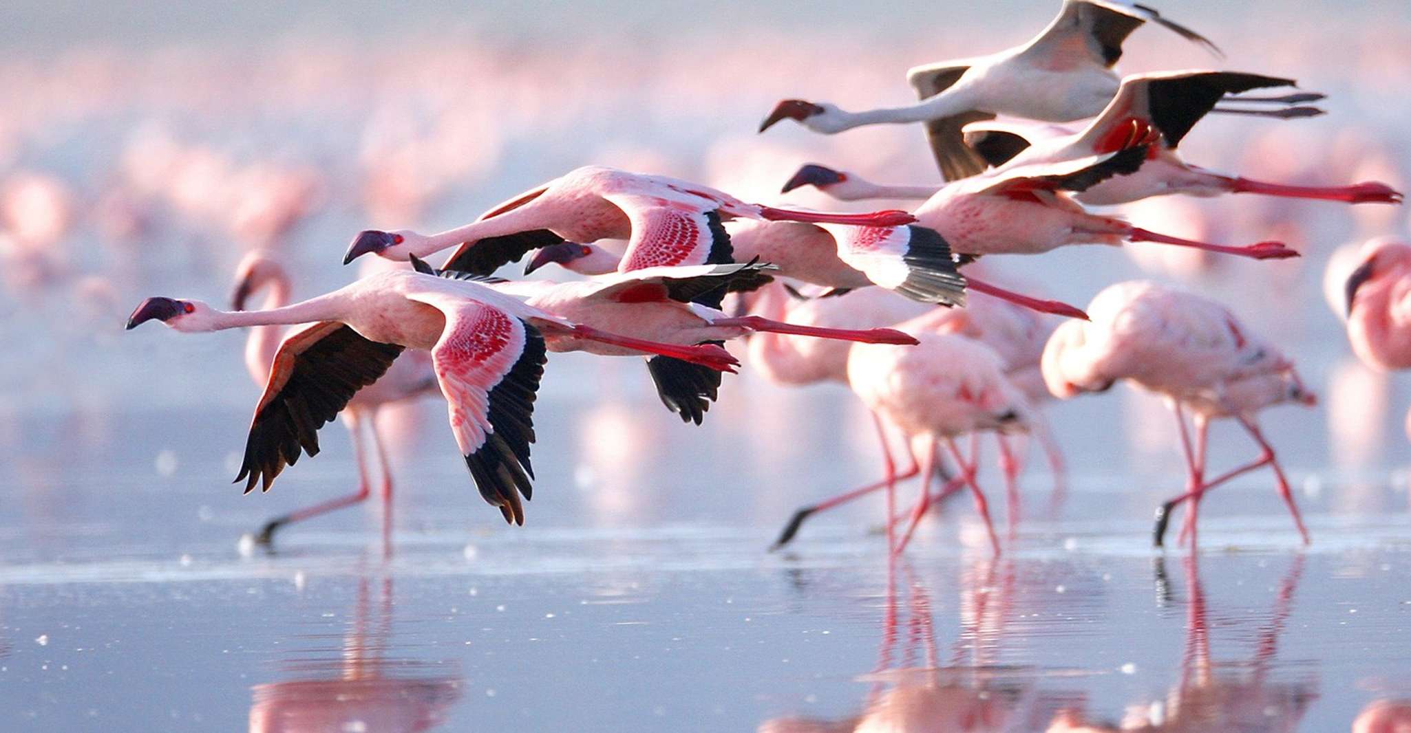 Day Tour to Lake Nakuru Park with optional boat ride - Housity