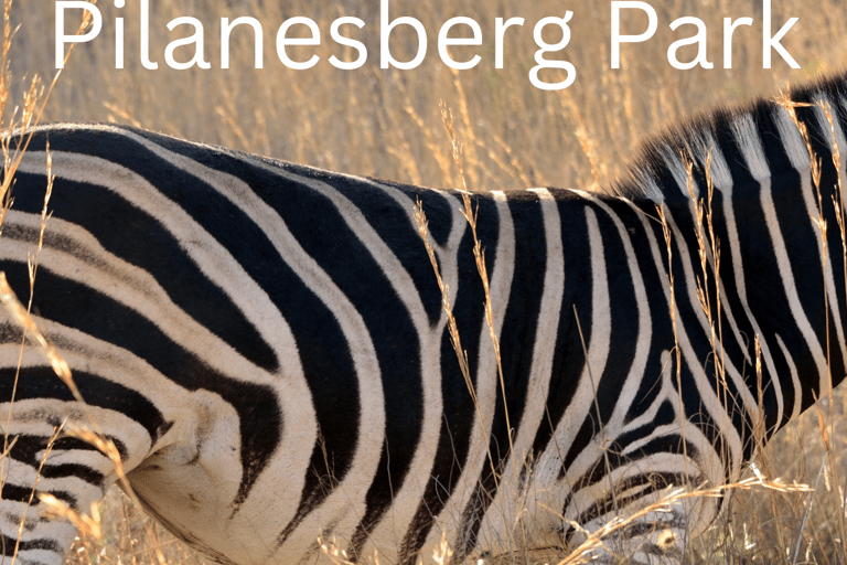 Safari de 2 días al Parque Nacional de Pilanesberg desde Johannesburgo